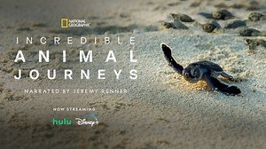 National Geographic’s Ocean Odyssey documentary takes center stage at Whale Tales on Maui | Maui Now