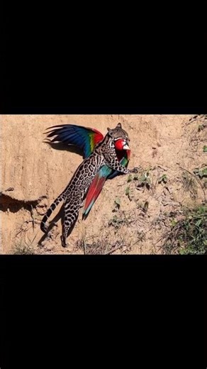 Cat Attack on Macaw Parrot #wildlife #wildanimals #wild