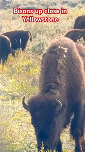 Seen a lot of bisons on the loop in Yellowstone