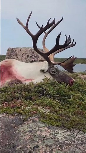 Woodland Caribou Hunt | Newfoundland Canada