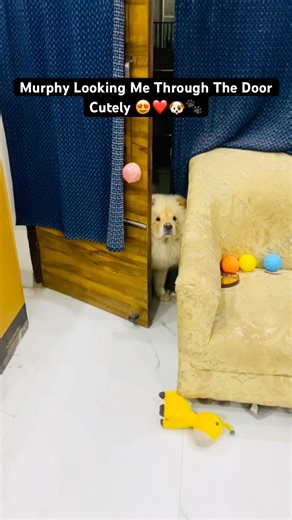 Murphy Looking Me Through The Door Cutely | Chow Chow Puppy Cute Video |Chow Chow Puppy