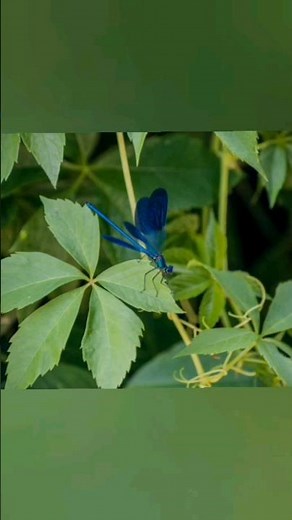 Firefly life cycle||insects||gk||Firefly