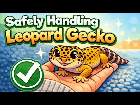 Calm & safe Leopard Gecko Handling And Exploration