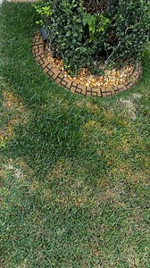 Brown patches are showing up all over Brandon lawns right now. This isn’t drought damage and fertilizer alone won’t fix it. It’s lawn fungus, and timing matters. We inspect your lawn and treat based on what it actually needs. Get a free lawn check. Serving Brandon, Valrico, Lithia & Fish Hawk. | ProturfPm Fertilization