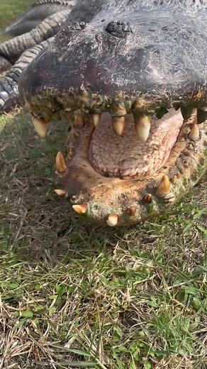 Did you know alligators have a modified tongue? 🤔 This allows them to prevent water flowing into their mouth when they are underwater 🤯 *Do Not try this at home*I was trained* #alligator #alligators #alligatormouth #americanalligator #texas #texasalligator #alligatorpond #BigAl