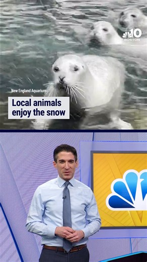 A look at how some of the local animals spent their snow day. #nbc10boston Boston’s Daily Boost is presented by Draper Richards Kaplan Foundation | NBC10 Boston