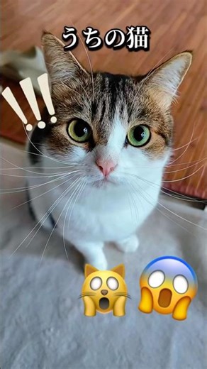 うちの猫歯磨きキャンセル界隈🙀🪥🤷‍♀️ #ねこ動画 #猫のいる暮らし #猫好きさんと繋がりたい #ねこ部 #はみがき #ねこの歯磨き #shorts