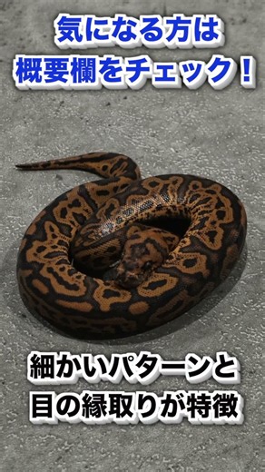 目が大きいボールパイソン！？#爬虫類 #ボールパイソン #ballpython #sidebcollection #snacks