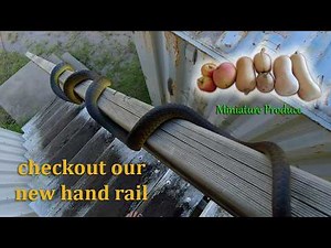 Miniature Produce Giant Snakes