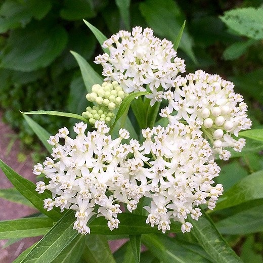 Ice Ballet Swamp Milkweed, Asclepias incarnata | High Country Gardens