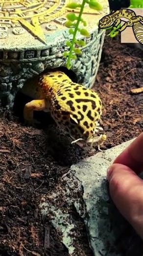 Hand feeding a Leopard Gecko a locust. Glad he didn’t bite my fingers instead #leopardgecko