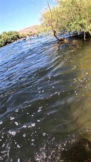 Enjoying a Perfect Summer Float on Salt River