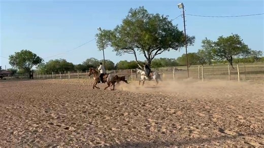 3.7K views · 36 reactions | Usware good job Amy great heeling. #timingortrap?! | Camish Jennings | Facebook