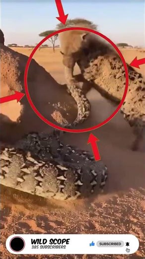 Hyena vs Hidden Python 🐺🐍 | Burrow Turns Deadly 💥 #Shorts #animals #wildlife #viral #youtubeshorts