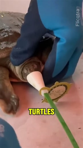 Turtle Shipping Mask 🐢