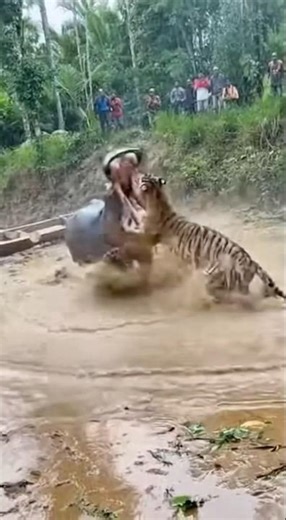 Tiger vs Hippopotamus — Ultimate River Clash 🐅🦛