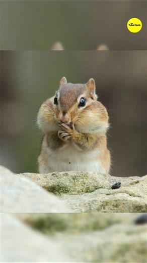 This Animal Stores Food in Its Cheeks #ytshorts #shorts