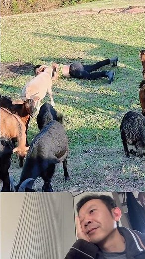 Funniest Goat Fail Ever Caught on Camera