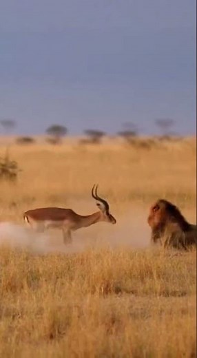 Epic Showdown: Lion vs. Antelope in the Wild! #Lion #BigCat #shorts