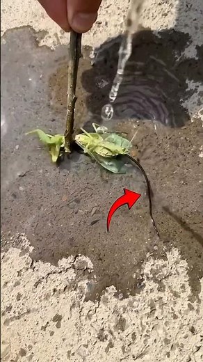 Parasite inside a mantis