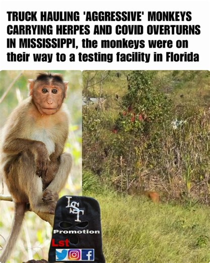 Breaking Update: A truck hauling “aggressive” monkeys has overturned in Mississippi. According to authorities, the Rhesus monkeys were on their way to a testing facility in Florida after being at Tulane University. The monkeys are 40 pounds and are “aggressive,” authorities say. They are also carrying hepatitis C, herpes, and COVID. | Lst