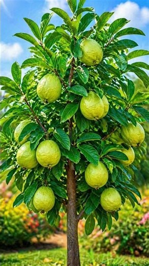 Tiny Tree, BIG Guavas 😍🍈 | Home Garden Magic ✨ #Shorts”#shortsfeed