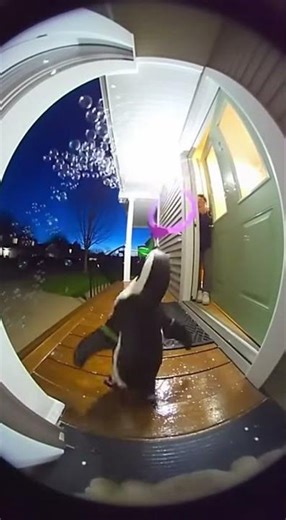 Penguin Goes Crazy with Bubbles! 🐧🫧 Hilarious Porch Chaos!