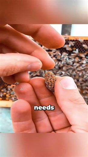 Cutting Queen Cells to Save the Hive #beekeeper #beekeeping #honeybees