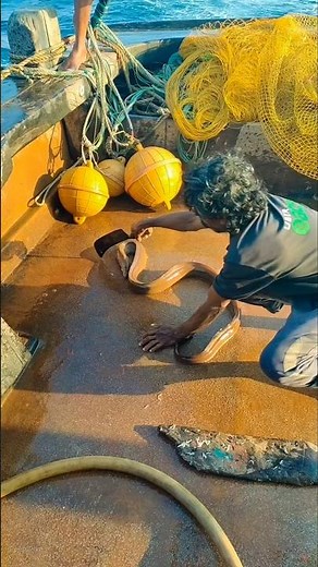 Why Is It Difficult To Release The Eel Into The Sea? #shorts