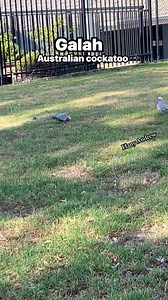 Galah Australian cockatoo #galah #australia #beautytips #tusday #personaldevelopment #trivia #motivation #entrepreneurship #goalsetting #skincaretips #selfhelp #travelaccessories | Hany Andrew