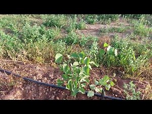 Κλάδεμα νεαρών δένδρων βερικοκιάς για νέα έκπτυξη βλαστών. Young tree prunning, for regrowth