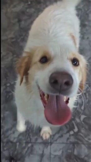 Crazy LAUGHING WALI 😂 #short #funny #dog #laugh #memes