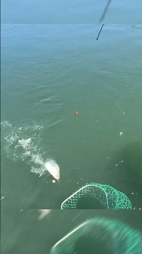 Hooking PNW Shad with David Johnson