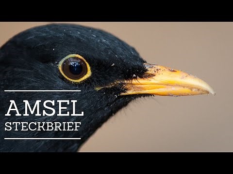 Amsel - Steckbrief [Aussehen, Nahrung, Verbreitung und mehr]