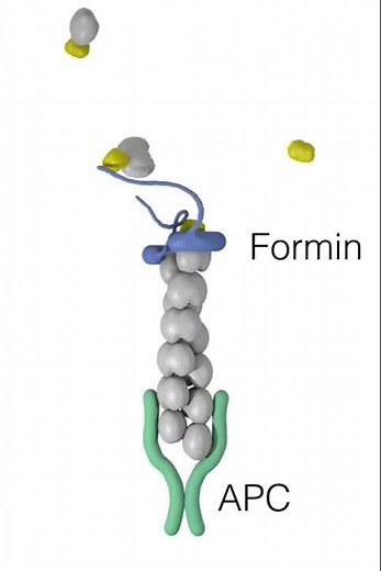 Collaborative actin assembly by Formin and APC