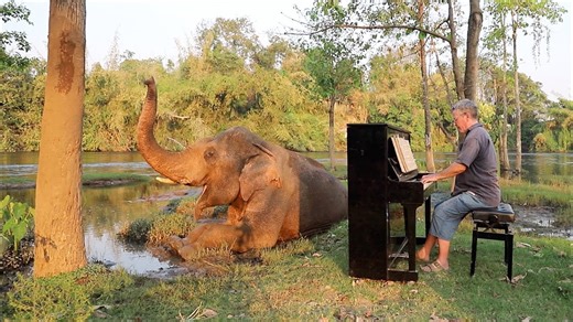 Soothing piano music calms restless elephant.