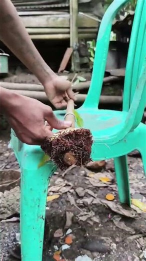 Learning Bonsai Techniques 🌿