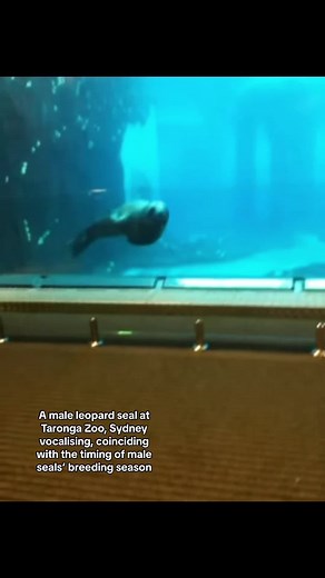 Leopard Seal Songs and Mating Behaviors at Taronga Zoo