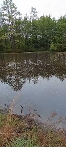 What's Next For Our Pond? Cleaning Up Around Our Pond. Pond maintenance & Brush Clearing