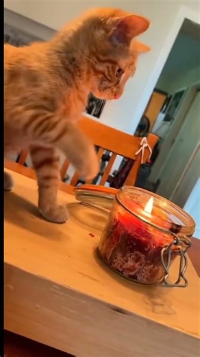 Kelakuankucing#shorts#cats