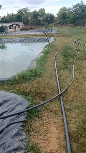 Do you want to produce fingerlings Do you want to produce table size fish Do you want to want to be trained in fish farming. Simply call or WhatsApp 0971570980 or 097 7381182. | Musazye Fish -Agro