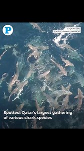 Spotted: #Qatar's largest gathering of various shark species | The Peninsula Qatar