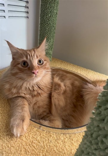 Understanding Orange Cat Behavior: Fun Facts and Tips