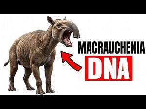The Origin of Macrauchenia Was Never What We Thought — DNA Finally Revealed the Truth