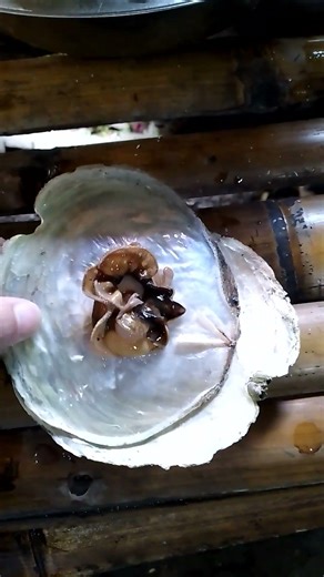 One of best seashells here in the Philippines 🇵🇭#shortsfeed #shortvideo #shorts #seashell