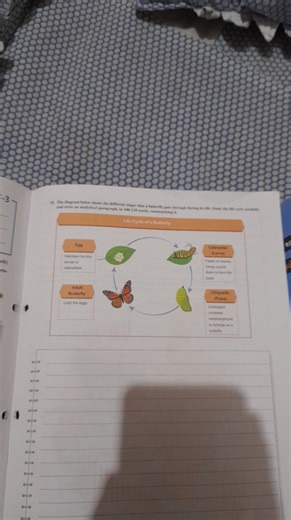 The diagram below shows the different stages that a butterfly g... | Filo