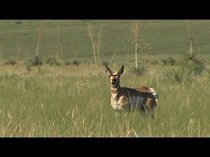 A Triumph for Pronghorn Antelope