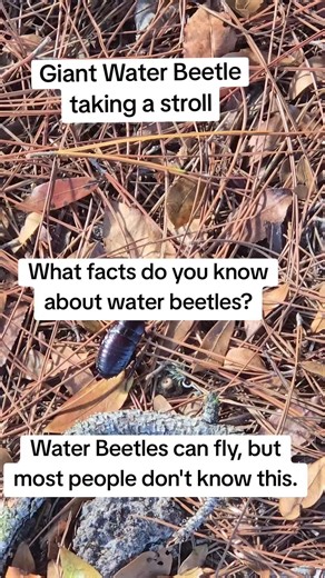 Giant Water Beetle Adventures in Nature