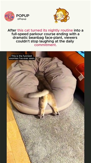 After this cat turned its nightly routine into a full-speed parkour course ending #catcomedy #short