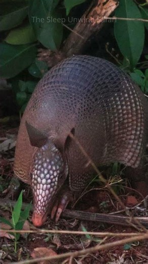 Imagine 🦔 a creature fully covered in protective scales! #sleep #stories #animals